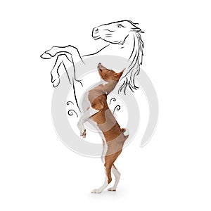 Side view portrait of cute playful Basenji dog in motion isolated over white background. Big and small.