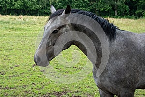 Side View Portrait of Dark Grey Horse