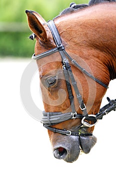 Side view portrait of a dressage horse during training photo