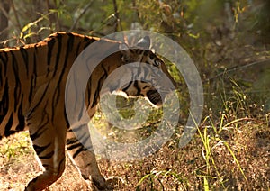 Side view portrait of a female tiger crossing road