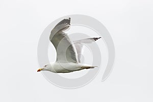 Side view portrait flying yellow-legged gull larus michahellis