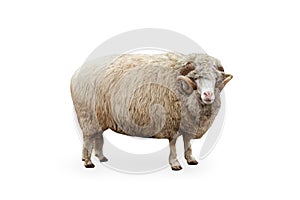 Side view portrait of furry sheep, ram isolated over white background. Domestic and wild animal