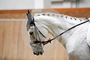 Side view portrait of a grey colored dressage horse during train