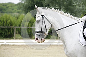 Side view portrait of a grey dressage horse during training