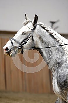 Side view portrait of grey horse with nice braided mane