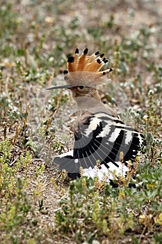 Side view portrait of hoopoe.