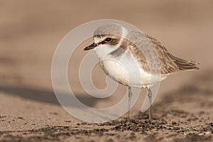 Side view portrait of kentish plover on sandy seashore of the Atlantic Ocean