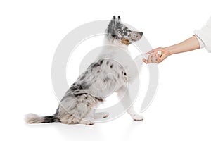 Side view portrait of little puppy, purebred Australian Shepherd dog give a paw to human against white studio background