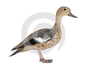 Side view portrait of a Madagascar teal duck, Anas bernieri, Isolated on white