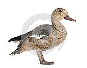 Side view portrait of a Madagascar teal duck, Anas bernieri, Isolated on white