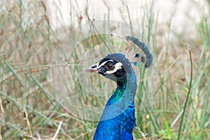 Side view portrait of a male peacock
