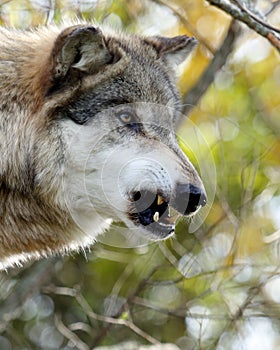 Side view portrait of one snarling wolf