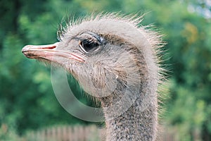Side view portrait of an ostrich against the backdrop of greenery in the wild, close-up.