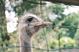 Side view portrait of an ostrich behind mesh netting against the backdrop of greenery in the wild, close-up.