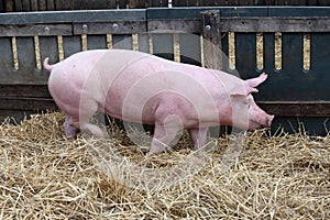 Side view portrait of a pink colored pig sow