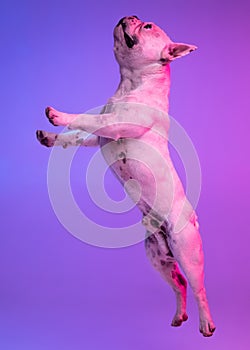 Side view. Portrait of purebred dog bulldog jumping isolated over studio background in neon gradient pink purple light.