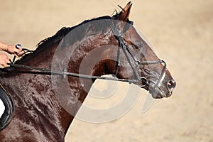 Side view portrait of a running jumping horse