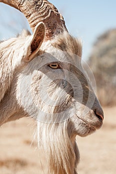 Side View Portrait of Saanen Goat