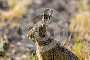 Side view portrait sitting european brown hare jackrabbit lepus