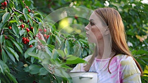 Side view portrait of slim gorgeous young woman harvesting berries from tree branch. Beautiful concentrated Caucasian