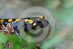 Side view portrait spotted fire salamander salamandra salamandr