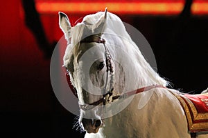 Side view portrait of a thoroughbred lipizzaner horse