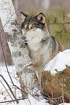 Side view portrait of timber wolf