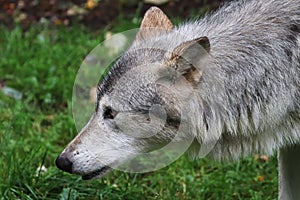 Side view portrait of a wolf's head