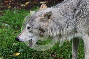 Side view portrait of a wolf's head