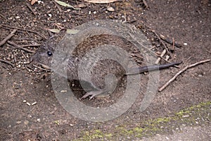 this is a side view of a potoroo