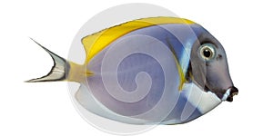 Side view of a Powder blue tang, Acanthurus leucosternon