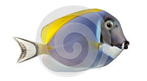 Side view of a Powder blue tang, Acanthurus leucosternon photo