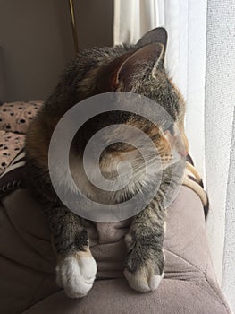 Side view | Pretty Little Tabby Tortie Cat