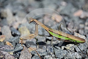 Side View of a Preying Mantis Grasshopper