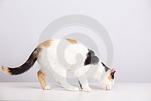 Side view profile of curious  kitten walking and looking down attentive isolated on white background with copy space