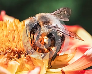 A side view profile of a male Common Eastern Bumble Bee Bombus impatiens pollinating a flower