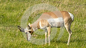 Side view of a pronghorn antelope grazing in the lamar valley of yellowstone