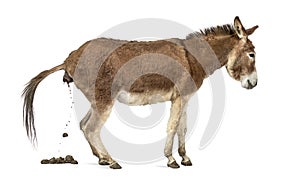 Side view of a Provence donkey defecating