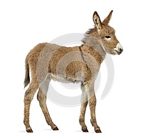 Side view of a Provence donkey foal isolated on white