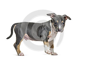 Side view of a Puppy American Staffordshire terrier, amstaff