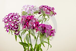 side view of purple color sweet william or turkish carnation flowers isolated on white background