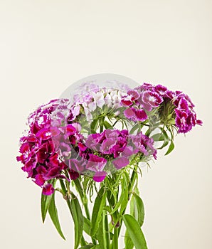 side view of purple color sweet william or turkish carnation flowers isolated on white background