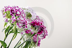 side view of purple color sweet william or turkish carnation flowers isolated on white background with copy space