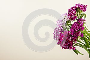 side view of purple color sweet william or turkish carnation flowers isolated on white background with copy space
