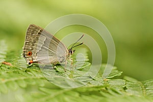 A side view of a Purple Hairstreak Butterfly Favonius quercus perched on bracken with its wings closed . photo