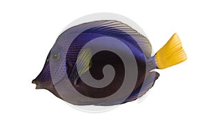 Side view of a Purple tang, Zebrasoma xanthurum