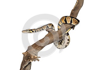 Side view of a Python regius on a branch