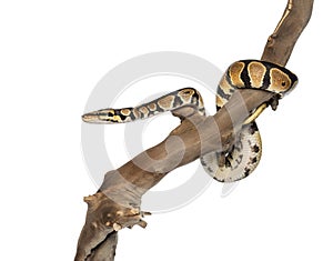 Side view of a Python regius on a branch photo