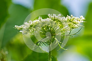 Side View of a Queen Anneâ€™s Lace