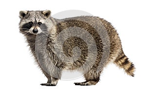 Side view of a Racoon, Procyon Iotor, standing